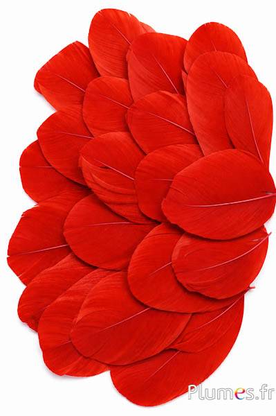 Petali in piume - 6-8 x 3-4 cm - amaranto